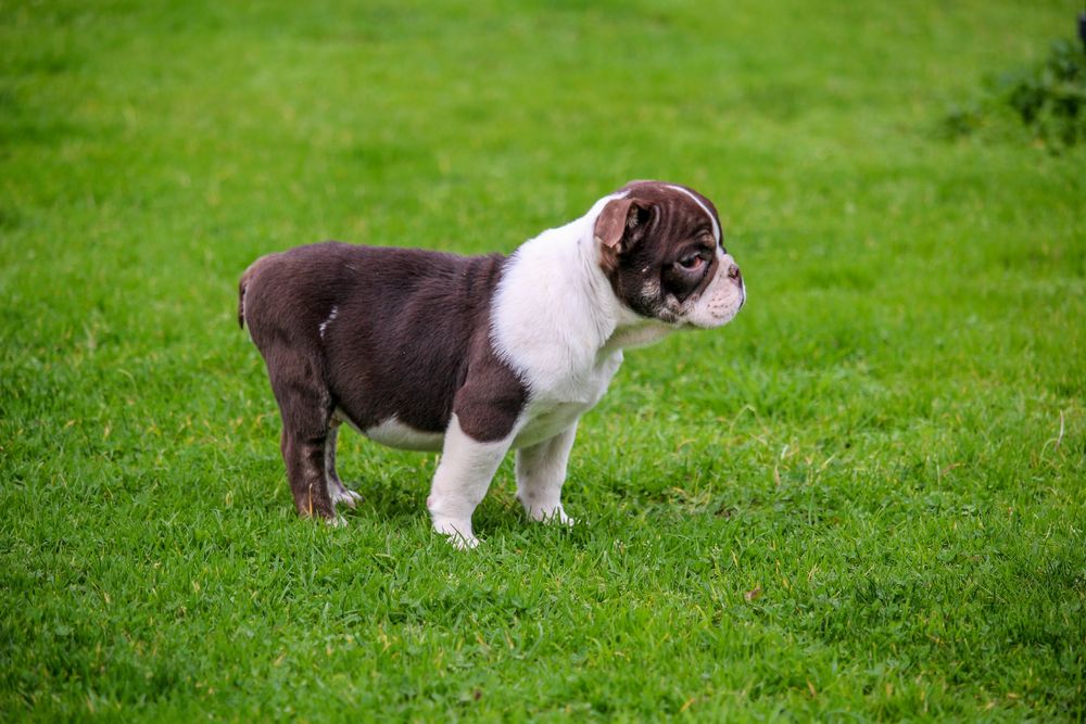 Bulldog ingles exotico