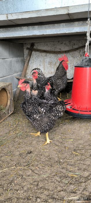 Ovos galados Branca portuguesa e Pedrez