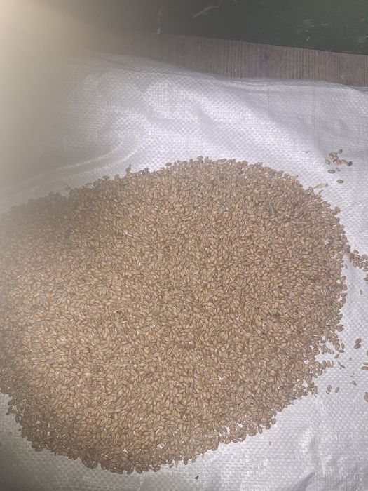 Pszenica ozima euforia