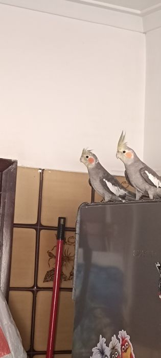 3 caturra machos