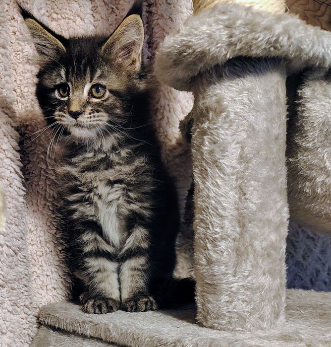 Kocur, Maine coon, kot  z rodowodem, ostatni kotek