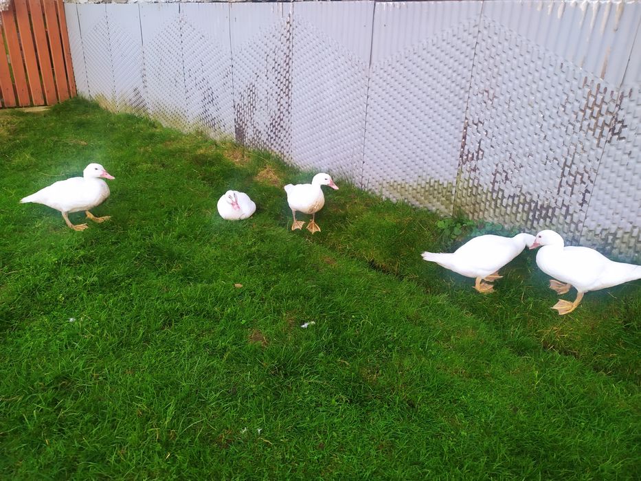 Індокачки білі великі