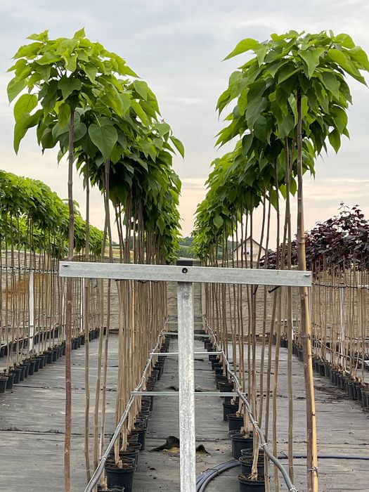 KATALPA NANA kulista 180-200 cm 240 ZŁ