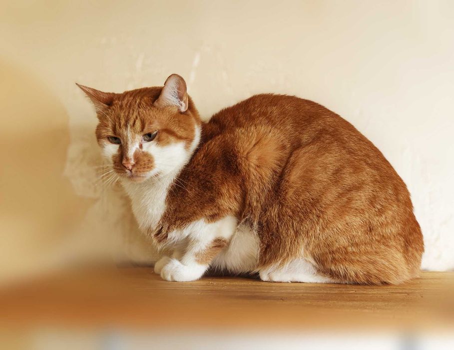 Кіт, котик Цезар (1,5 рочки) – терміново шукає дім!