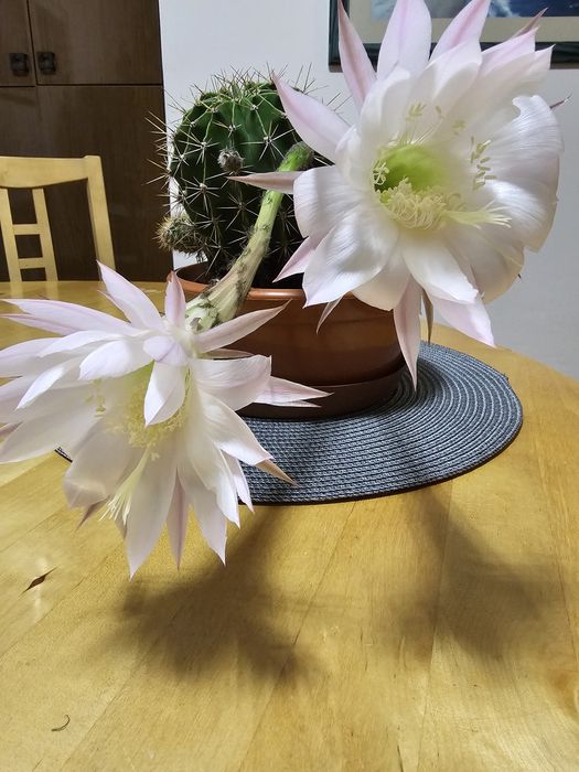 Echinopsis  kaktus. Królowa nocy Różowa.
