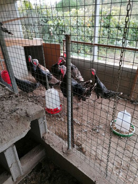 Casais de perus para criação