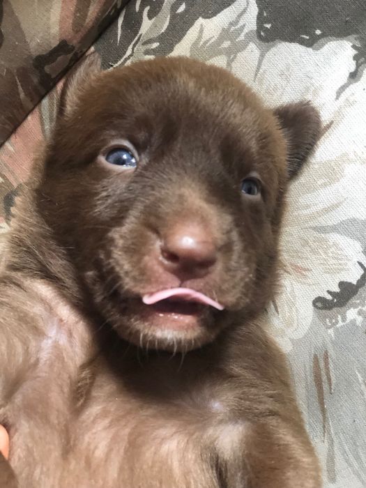 Шоколадный маленький щенок даром Днепр