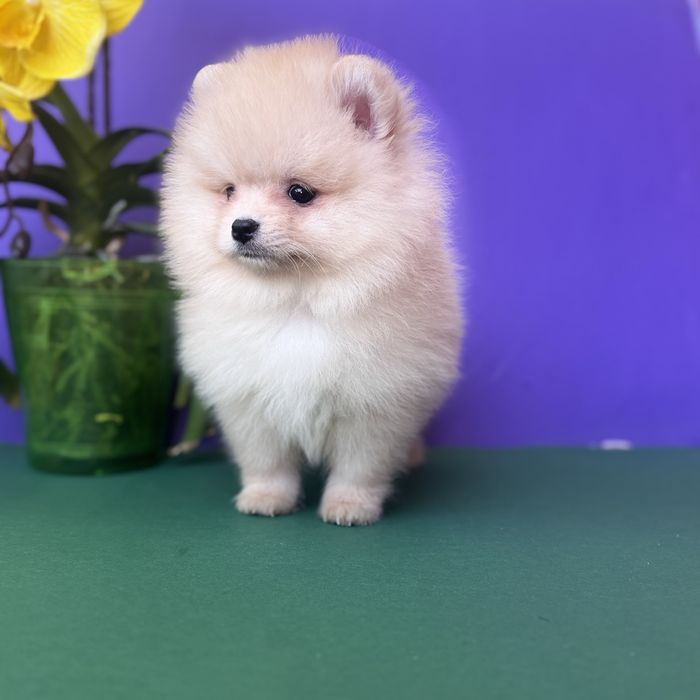 Хлопчик шоу класу тип ведмедика