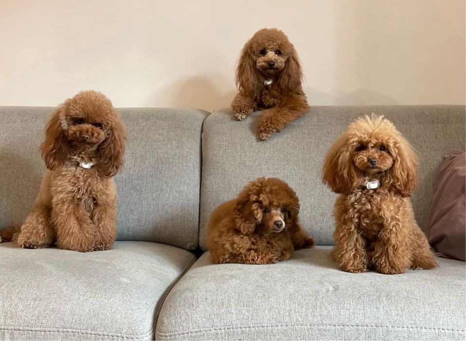 Продаж цуценят той пуделя