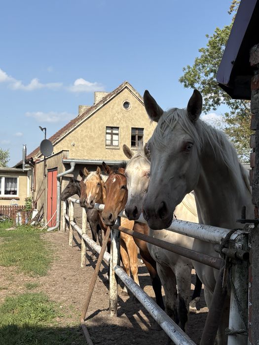 Na sprzedaż konie 2-7 lat
