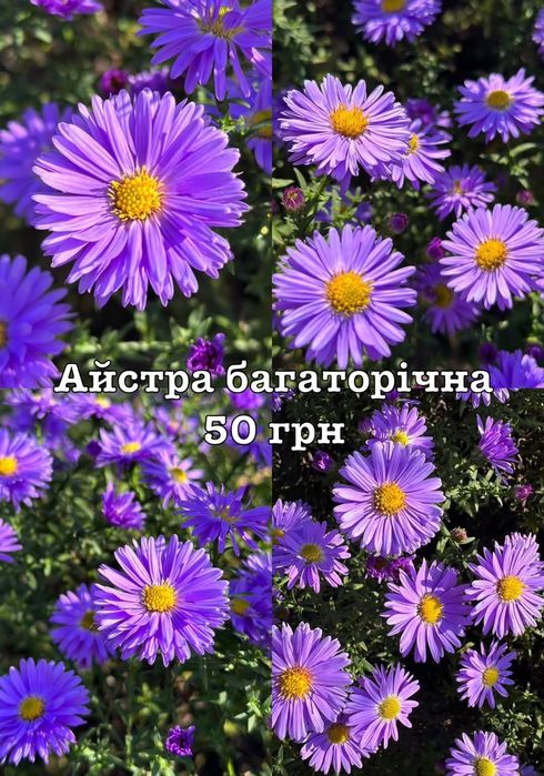 Морозець,дзвіночок скупчений,ірис сирійський