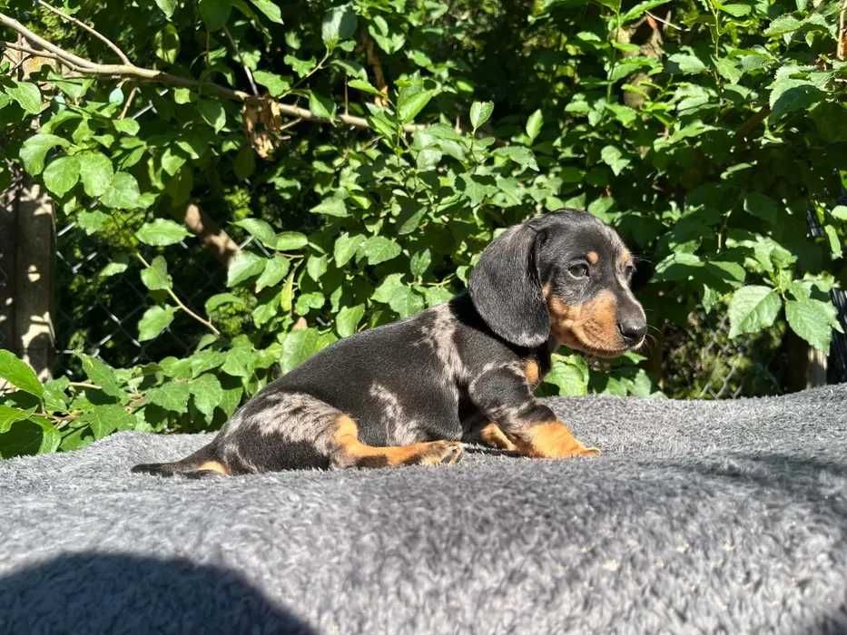 Teckel merle disponivel