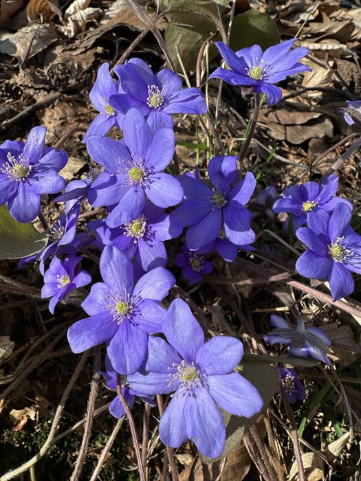 Печіночниця , підліска