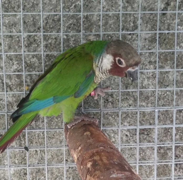 Casal de pyurras  2025 sexado