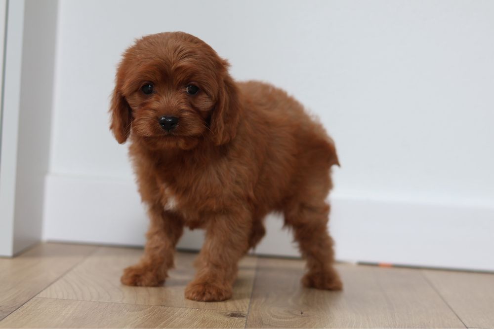 Cavapoo suczka Red