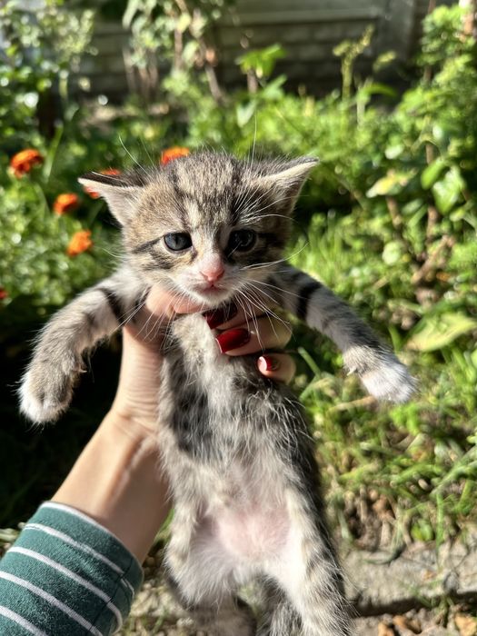 Котенята шукають домівку