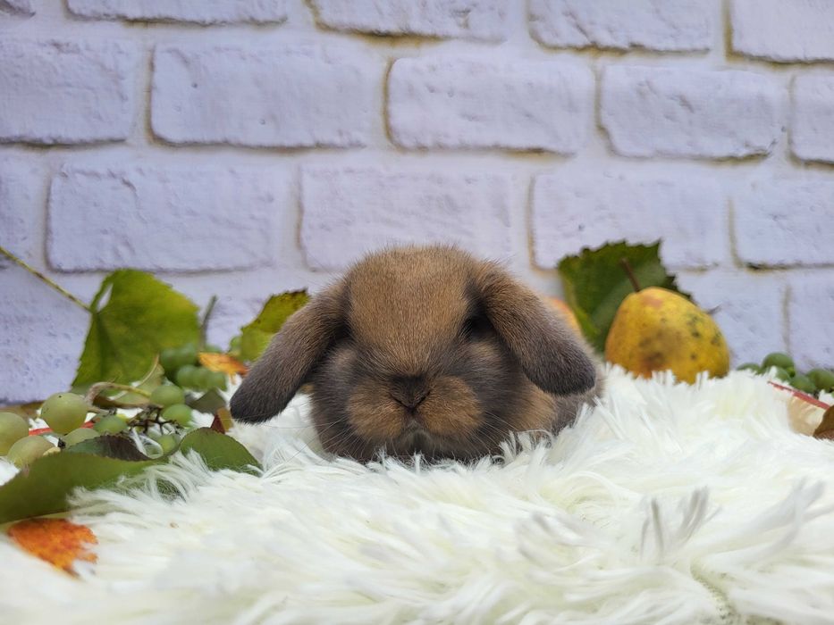 Króliczki Mini Lop. Piękne maluszki.