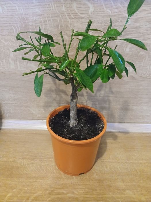 Цитрус Каламондін.