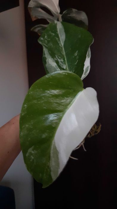 Monstera variegata ukorzeniona pędowka