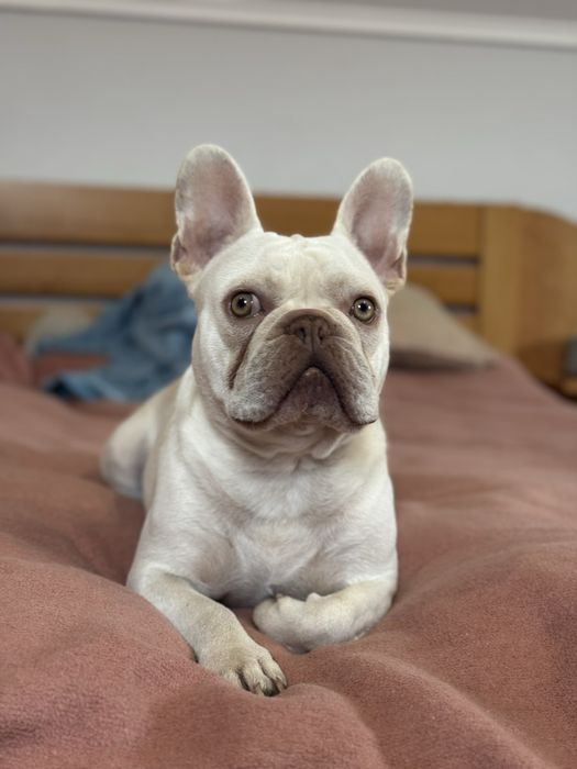 Предлагается для вязки французский бульдог Lilac Tan под кремом!