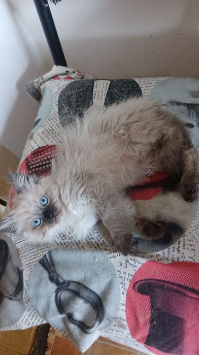 Невська маскарадна хлопчик 2 міс