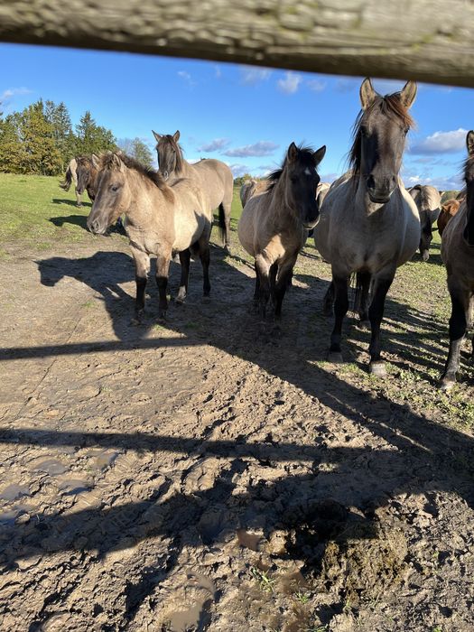 Konik polski klaczki ogierki