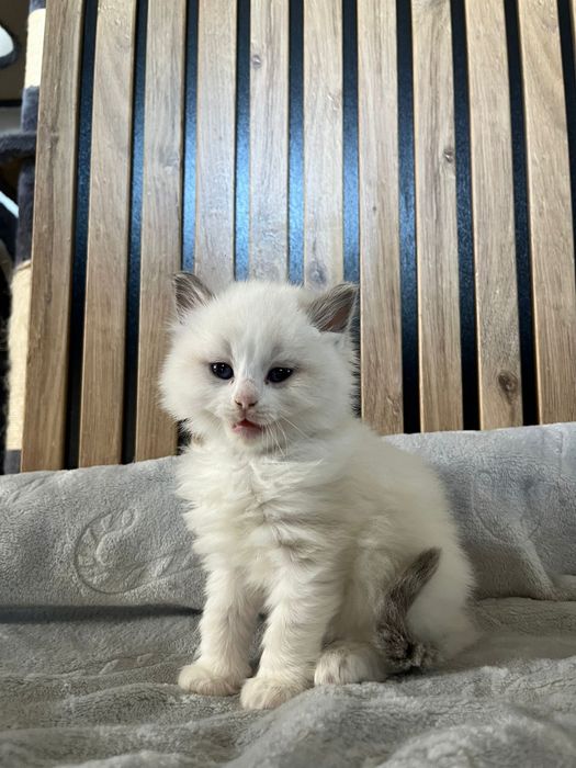 Ragdoll kotka kocur