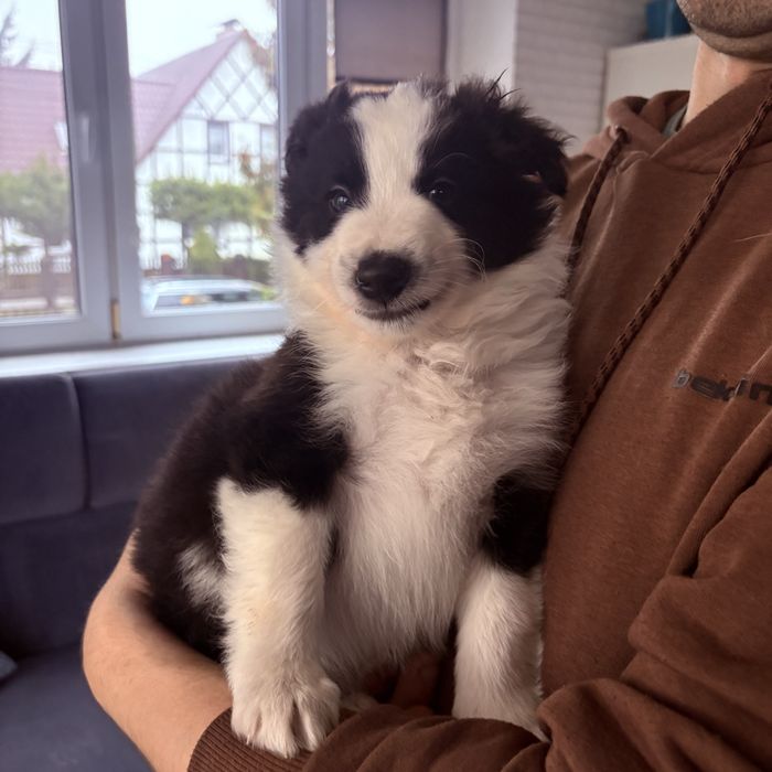 Border collie piesek Joker gotowy do odbioru