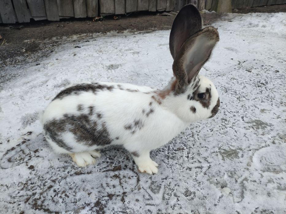 Sprzedam królika samca