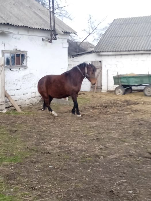 Продаётся кобыла