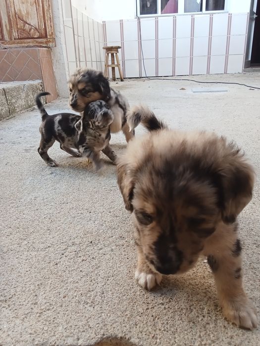 Animais para doação