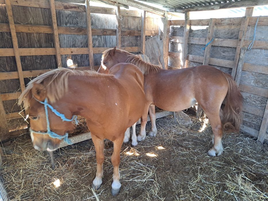 2 Garranas com 3 Anos