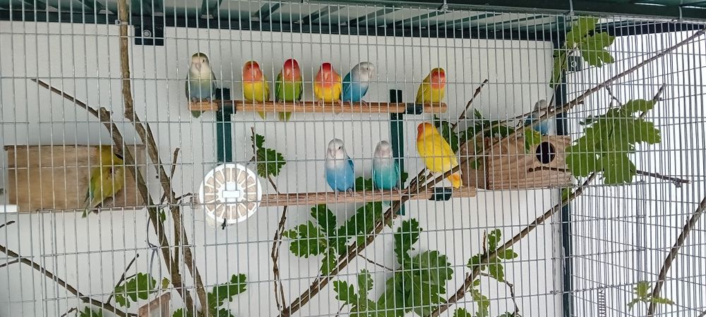 Gaiola, viveiro com 2 mt