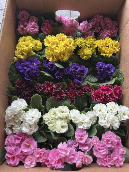 Примула махрова до 8 березня опт