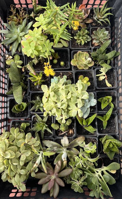 Plantas Suculentas, Cactus e mais