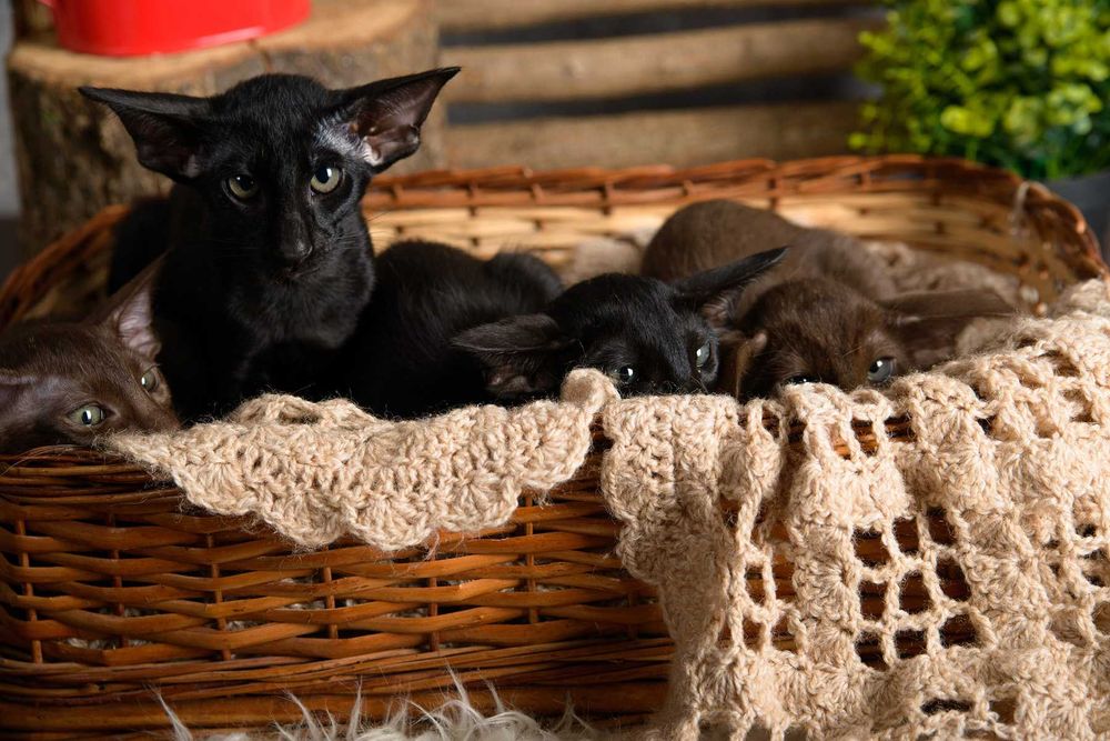 Ориентал, котята шоко и черные