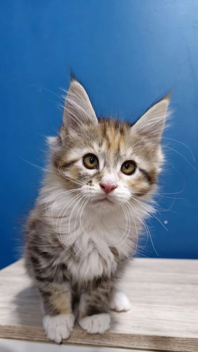 Srebrna szylkretowa kotka Maine coon
