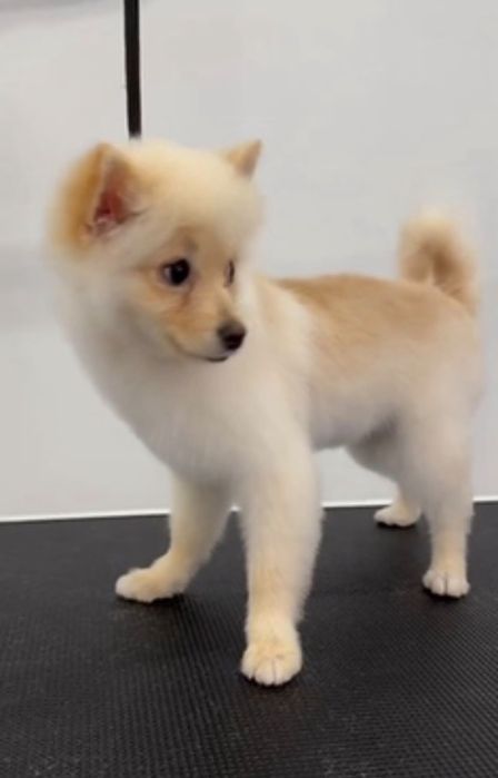 SPITZ POMERÂNIA cachorro macho para acasalar