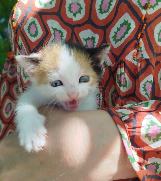 Котята бесплатно 2 мальчика и девочки для удачи ,ДР 26 апреля, чистые