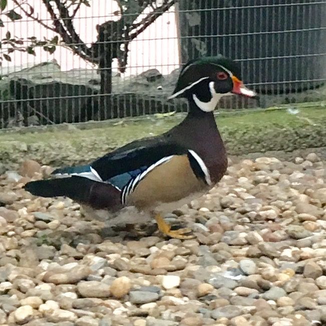 Patos mandarim e carolino bebés.