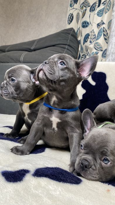 Французький будьдог