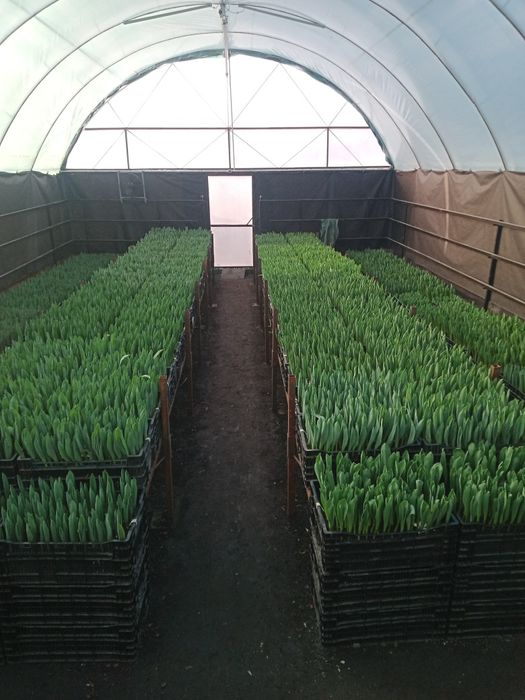 Гіацинти до 8 березня.