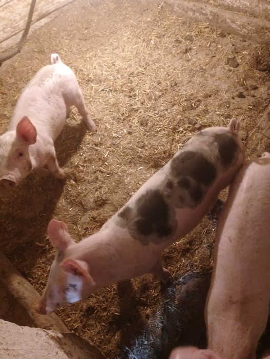 Продам поросяток м'ясної породи