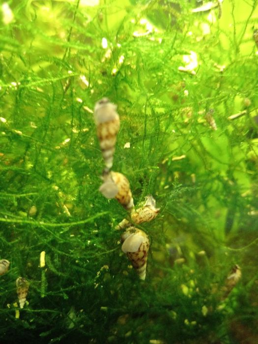 Zamienię slimaki akwariowe za żywe rośliny do akwarium