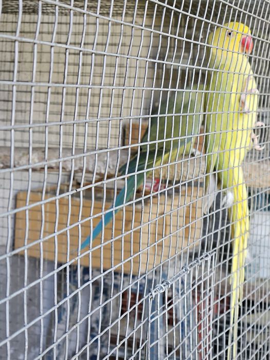 Ringneck  fêmea  adulta