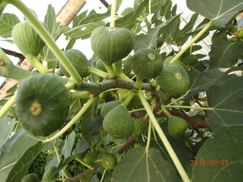 Drzewko figowe odm Brown Turkey