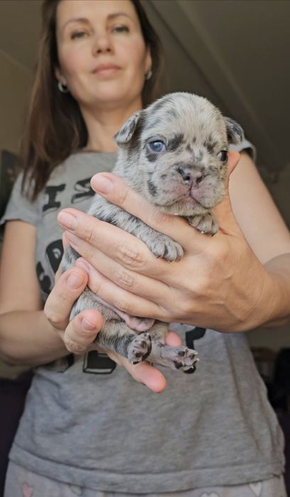 Blue merle хлопчик