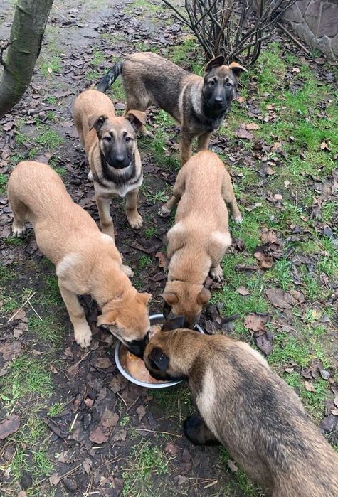 Бельгійська вівчарка ( Малінуа)