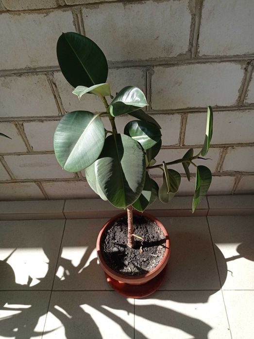 Фікус Робуста (каучуконосний), різні розміри