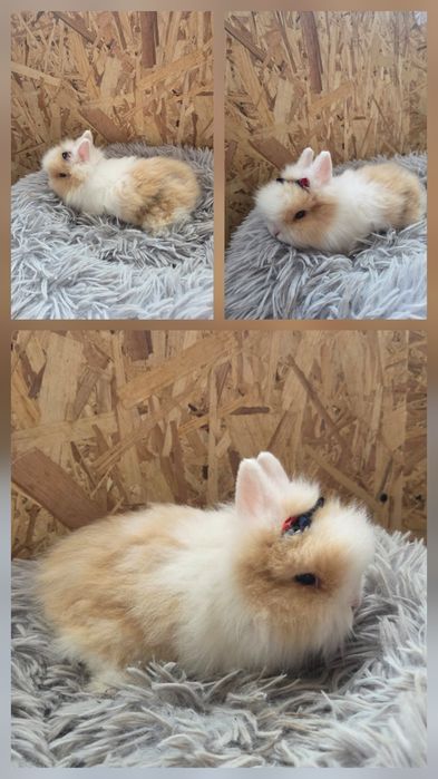 Karzełki Teddy Mini